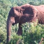 Addo Elephant National Park